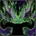 Vengeance icon